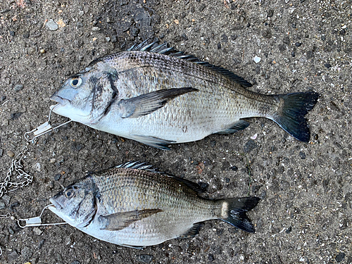 チヌの釣果