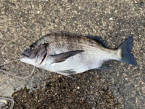 チヌの釣果