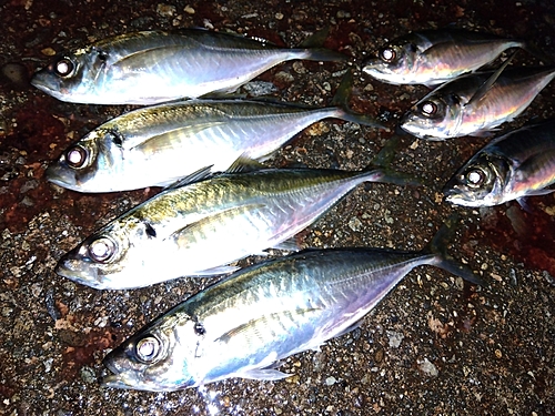 アジの釣果