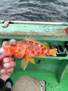 アヤメカサゴの釣果