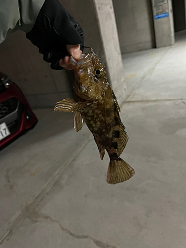 カサゴの釣果