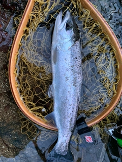 ニジマスの釣果