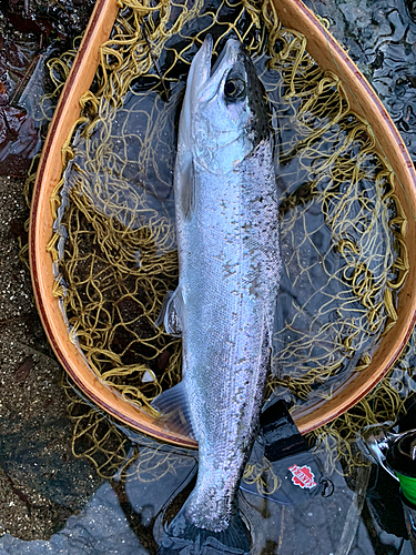 ニジマスの釣果