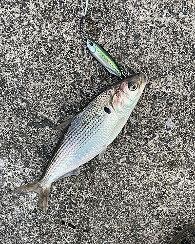 コノシロの釣果