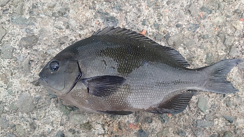 オナガグレの釣果