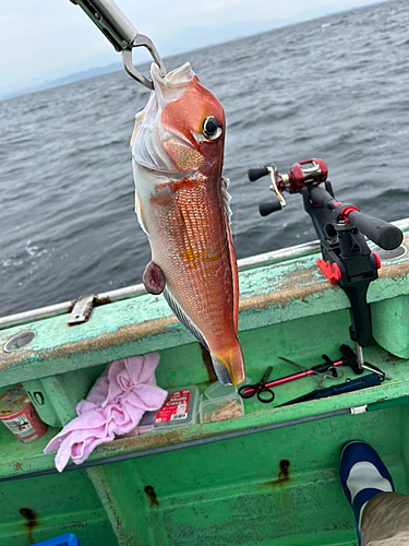 アマダイの釣果