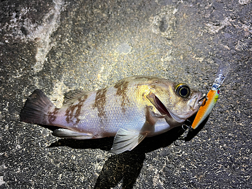 メバルの釣果