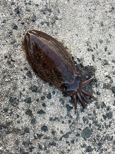 モンゴウイカの釣果