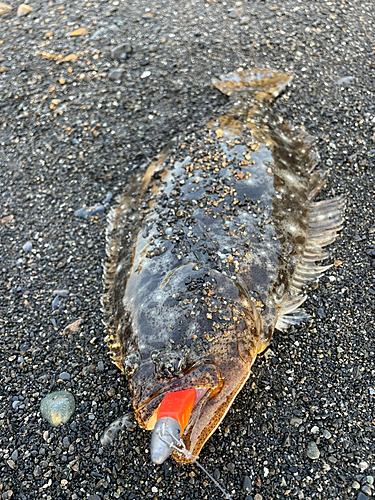 ヒラメの釣果