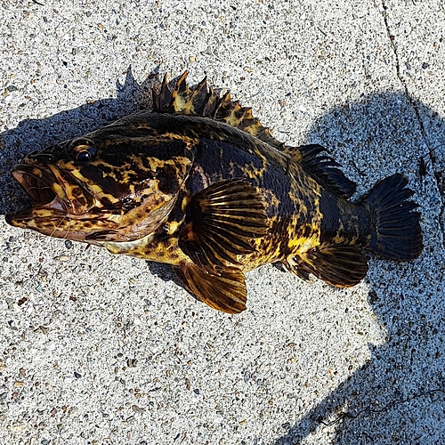 タケノコメバルの釣果