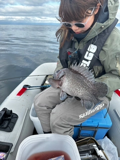 ウスメバルの釣果