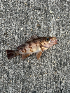 メバルの釣果