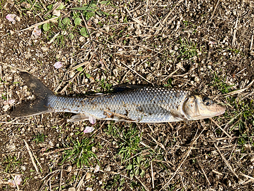 ニゴイの釣果