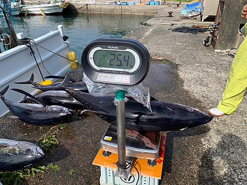 ビンチョウマグロの釣果