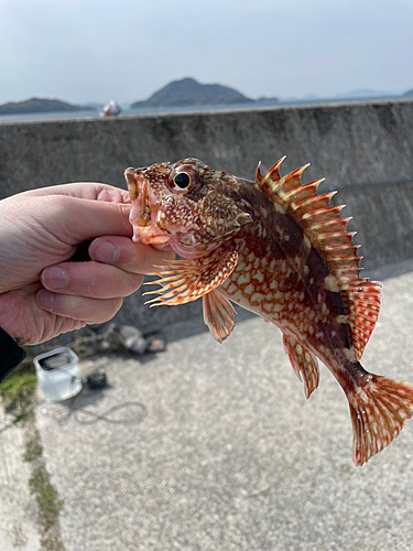 カサゴの釣果