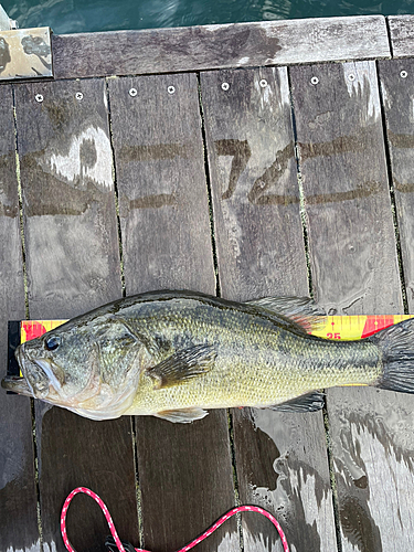 ブラックバスの釣果