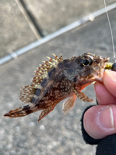 アラカブの釣果