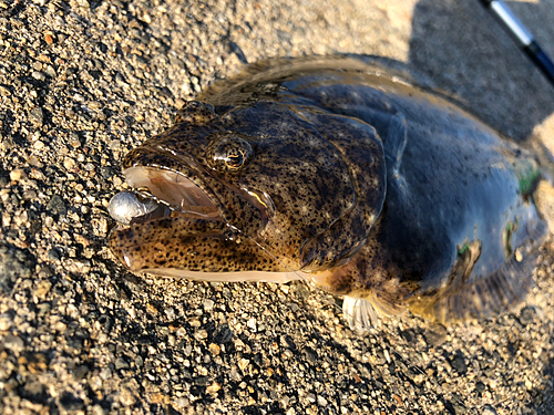 ヒラメの釣果