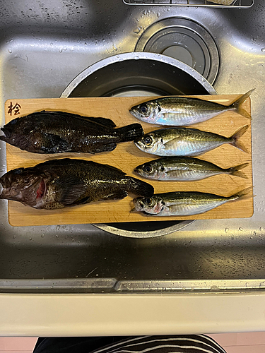 ムラソイの釣果