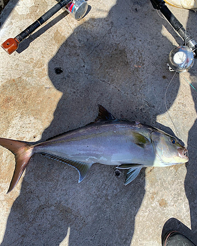 カンパチの釣果