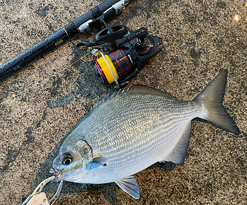 ミナミイスズミの釣果