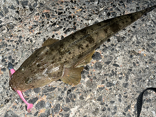 マゴチの釣果