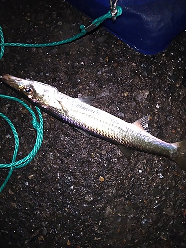 カマスの釣果