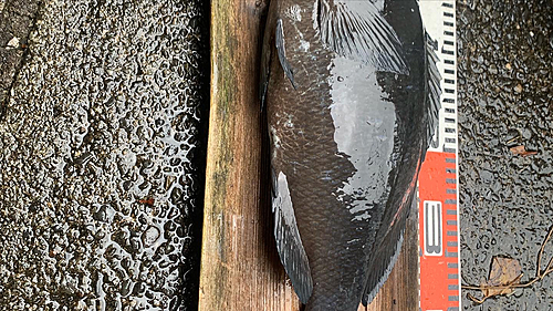 クチブトグレの釣果