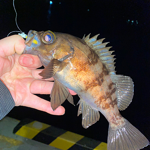 メバルの釣果