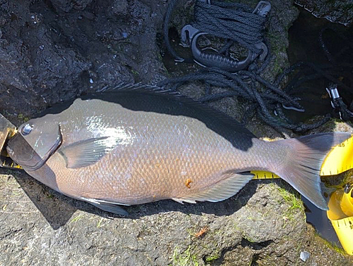 オナガグレの釣果