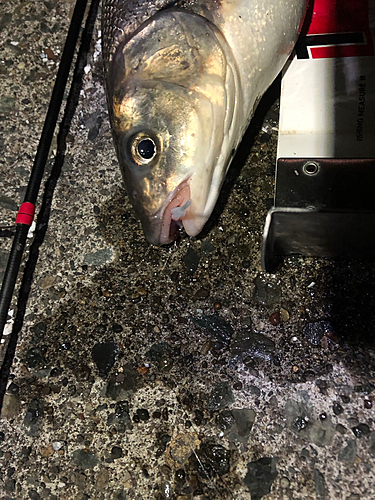 ウグイの釣果