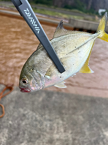 オニヒラアジの釣果