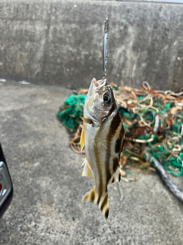 コトヒキの釣果