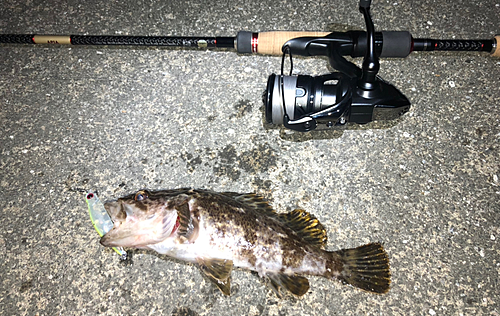 タケノコメバルの釣果