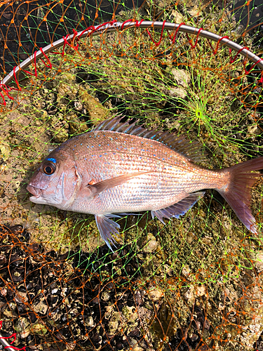 タイの釣果