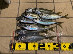 アジの釣果