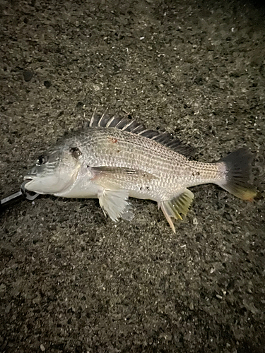 キビレの釣果