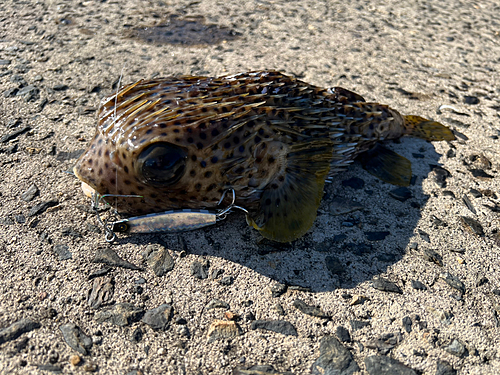 ハリセンボンの釣果