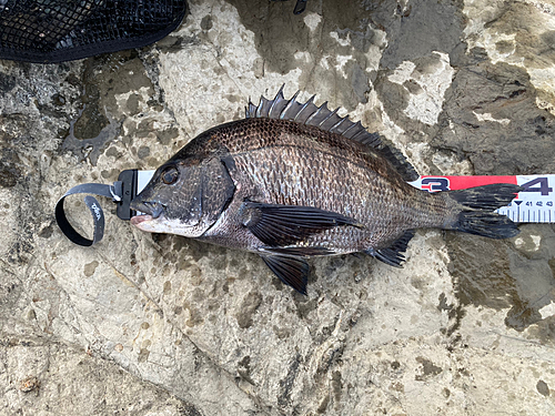 クロダイの釣果