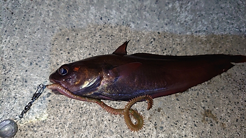 エゾイソアイナメの釣果