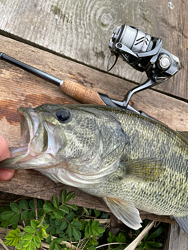 ブラックバスの釣果