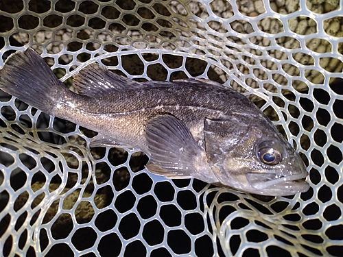 クロソイの釣果