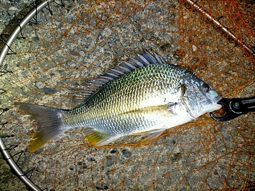 キビレの釣果