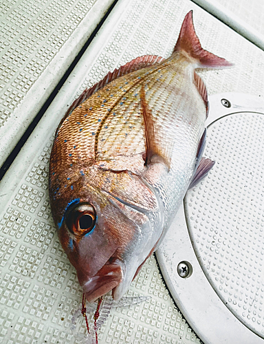 マダイの釣果