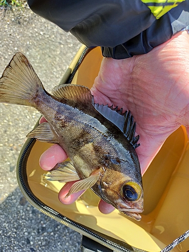 メバルの釣果