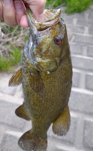 スモールマウスバスの釣果