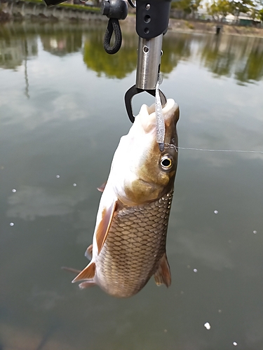 ニゴイの釣果