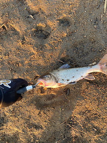 ニゴイの釣果