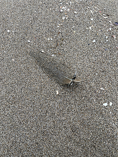 シタビラメの釣果