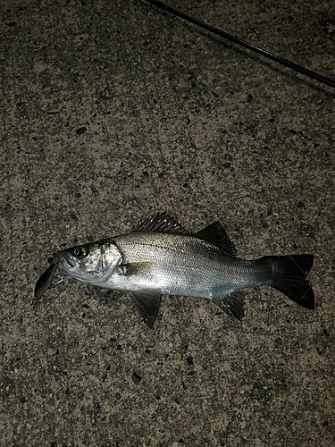 セイゴ（ヒラスズキ）の釣果